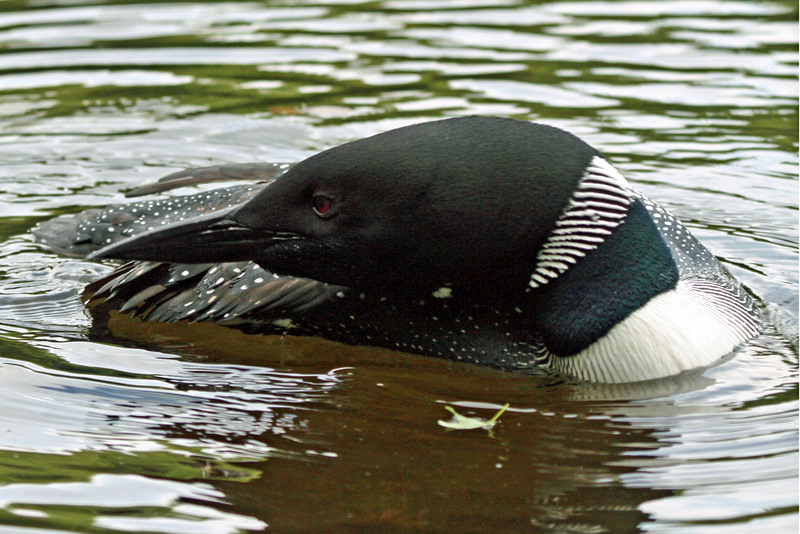 Loon up close 2011